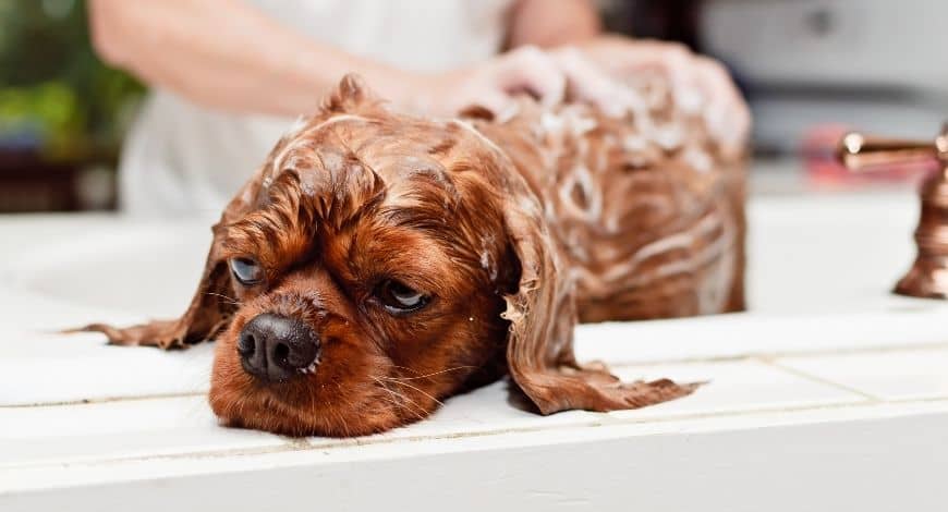 Cómo bañar a tu perro en casa de forma fácil y sin ponerlo todo perdido